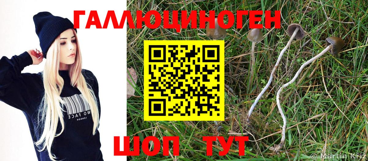 Галлюциногенные грибы Psilocybe Березники